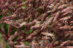 Coastal plain joe pye weed